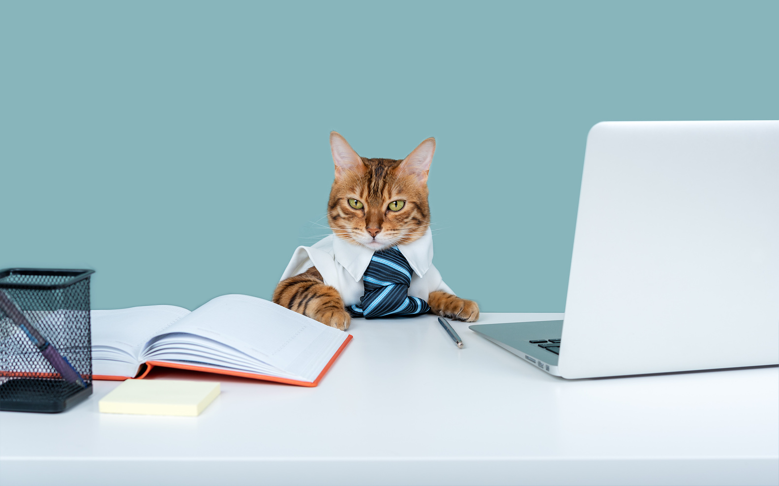 Boring Job. Bengal Cat Is a Business Entrepreneur. Cat in a Tie.